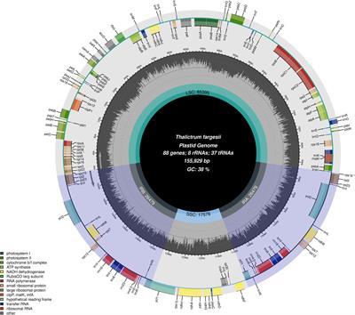 The first complete chloroplast genome of Thalictrum fargesii: insights into phylogeny and species identification